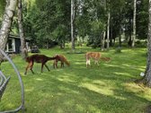 Išskirtinė 7 На Sodyba Gamtos - nuotraukos Nr. 16