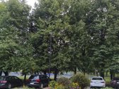 3 kambariai ir atskira virtuvė, 66,89 m², - nuotraukos Nr. 24
