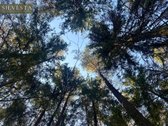 Parduodamas Miškų ūkio paskirties sklypas - nuotraukos Nr. 10