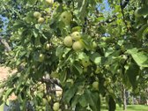 Parduodamas prižiūrėtas mūrinis sodo namas su - nuotraukos Nr. 18