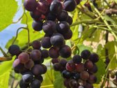 Parduodamas prižiūrėtas mūrinis sodo namas su - nuotraukos Nr. 19