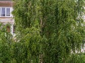 Parduodamas puikios būklės vieno kambario - nuotraukos Nr. 27
