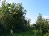 Labai gražioje vietoje prie miško, Verduliukų - nuotraukos Nr. 10