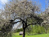 Parduodama privati sodyba su 4,5 ha žemės - nuotraukos Nr. 10