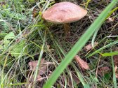 Parduodama privati sodyba su 4,5 ha žemės - nuotraukos Nr. 31