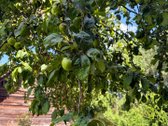 Parduodama privati sodyba su 4,5 ha žemės - nuotraukos Nr. 29