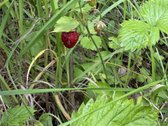 Parduodama privati sodyba su 4,5 ha žemės - nuotraukos Nr. 30