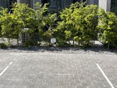 Jauki 20 m² studija Kunigiškėse – „Mano jūra - nuotraukos Nr. 12
