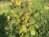 Unikalioje vietoje, unt Sartų ežero kranto, - nuotraukos Nr. 11