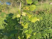 Unikalioje vietoje, unt Sartų ežero kranto, - nuotraukos Nr. 12