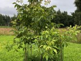Unikalioje vietoje, unt Sartų ežero kranto, - nuotraukos Nr. 13