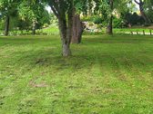 Parduodu sodyba mylėtą ir prižiūrėta. Nėra - nuotraukos Nr. 4