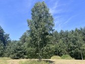 Vos už 40 min. kelio nuo Vilniaus centro - nuotraukos Nr. 4