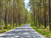 Vingiuotas pušyno keliukas veda į - nuotraukos Nr. 13