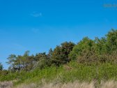 "Kopos žuvėdra“ – pušyne, arčiausiai jūros - nuotraukos Nr. 18