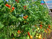 Parduodamas Išskirtinis Vieno Aukšto Namas - nuotraukos Nr. 34