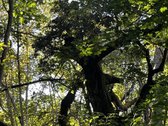 Parduosime sklypo dalį tiems, kurių vertybės - nuotraukos Nr. 7