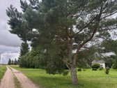 Parduodama sodyba Skaistakaimio kaime, Šakių - nuotraukos Nr. 9