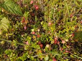 Parduodamas 6 a ploto sodo sklypas Joniškio - nuotraukos Nr. 7