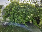 Parduodamas 6 a ploto sodo sklypas Joniškio - nuotraukos Nr. 4