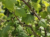 Parduodamas 6 a ploto sodo sklypas Joniškio - nuotraukos Nr. 10