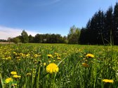Parduodamas Namas Su Erdviu Sklypu Šalia Upės - nuotraukos Nr. 16