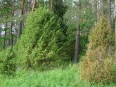 Parduodami 4 žemės ūkio paskirties sklypai - nuotraukos Nr. 2
