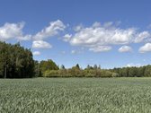 Parduodama sodyba ir žemės ūkio paskirties - nuotraukos Nr. 8