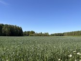 Parduodama sodyba ir žemės ūkio paskirties - nuotraukos Nr. 17