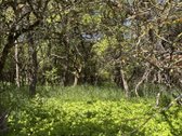 Parduodama sodyba ir žemės ūkio paskirties - nuotraukos Nr. 18