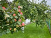 Parduodamas tvarkingas sodo namas su - nuotraukos Nr. 35