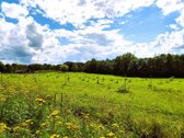 Parduodama sodyba su šilauogių ūkiu - nuotraukos Nr. 5