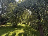 Parduodama su meile puoselėta sodyba - nuotraukos Nr. 8