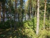 Parduodama išskirtinė sodybvietė ant Asalnų - nuotraukos Nr. 16