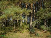 Parduodama išskirtinė sodybvietė ant Asalnų - nuotraukos Nr. 18