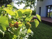 Parduodamas A++ klasės namas jaukioje sodų - nuotraukos Nr. 8
