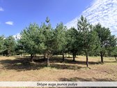 Parduodamas sklypas, ypatingai gražaus - nuotraukos Nr. 23