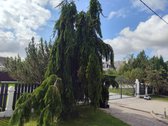 Sklypo plotas 28,5a - nuotraukos Nr. 12