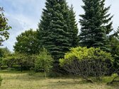 Erdvus Namas Su 33 Arų Sklypu, Brandžiu Sodu - nuotraukos Nr. 11