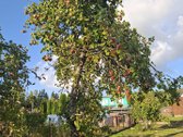 Parduodamas Sodo Sklypas Su Namu - nuotraukos Nr. 9