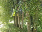 Istorinė Šeimaties Mokykla – Vieta, Kurią - nuotraukos Nr. 9