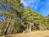 Išskirtinė 10,36 Ha Teritorija Šimonių - nuotraukos Nr. 7