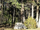 Išskirtinė 10,36 Ha Teritorija Šimonių - nuotraukos Nr. 9