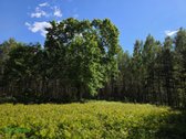 12 Ha Sklypas Su 200 Metrų Švento Ežero - nuotraukos Nr. 4