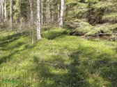 12 Ha Sklypas Su 200 Metrų Švento Ežero - nuotraukos Nr. 6