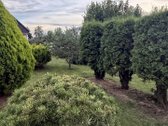 Parduodamas 4 Kambarių Namas Su Dideliu - nuotraukos Nr. 26