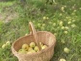 Parduodama jauki ir erdvi sodyba miestelyje – - nuotraukos Nr. 30