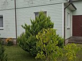 Parduodama jauki sodyba ieškantiems ramybės, - nuotraukos Nr. 2