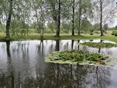 Parduodama jauki sodyba ieškantiems ramybės, - nuotraukos Nr. 6