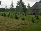 Parduodama jauki sodyba ieškantiems ramybės, - nuotraukos Nr. 7